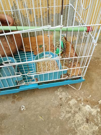 Pair of Parrot For Sale