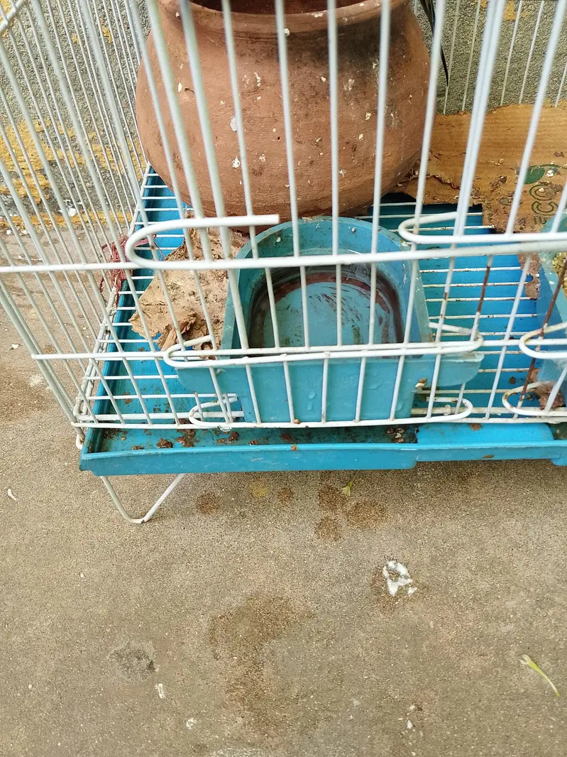 Pair of Parrot For Sale — photo 2