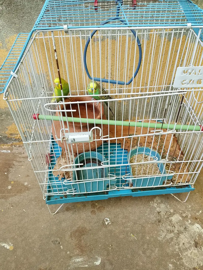Pair of Parrot For Sale — photo 3