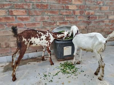 male and female kid