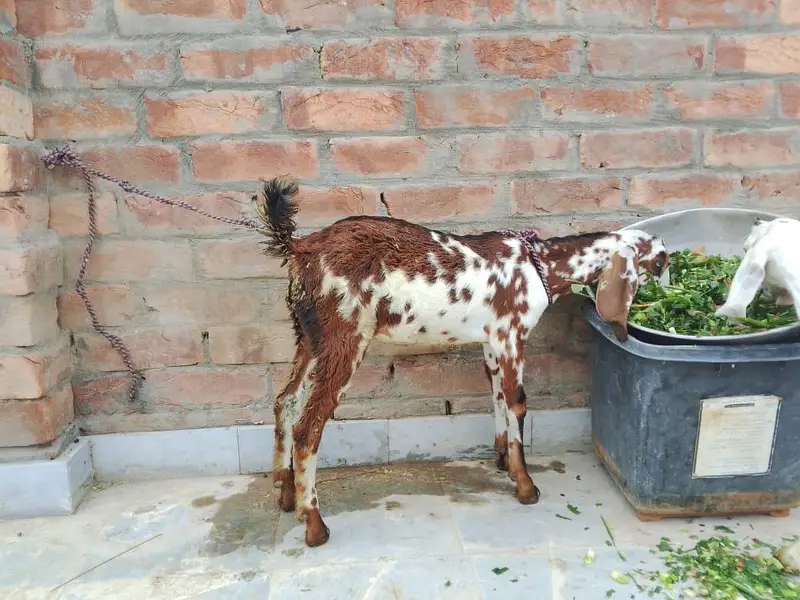 male and female kid — photo 2