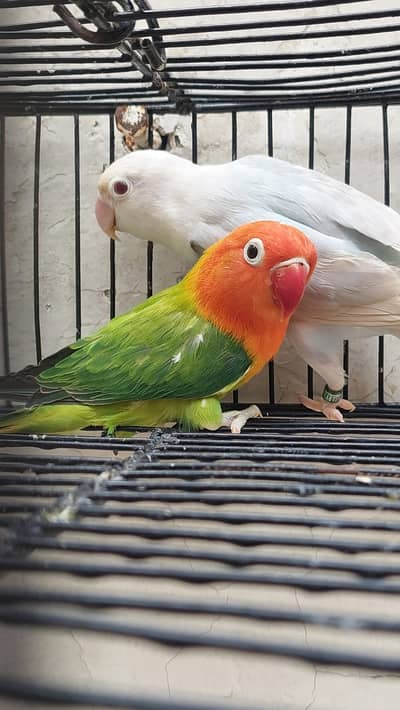 love Birds for sale