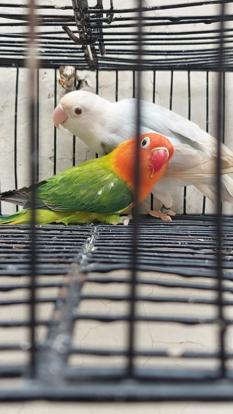 love Birds for sale — photo 2