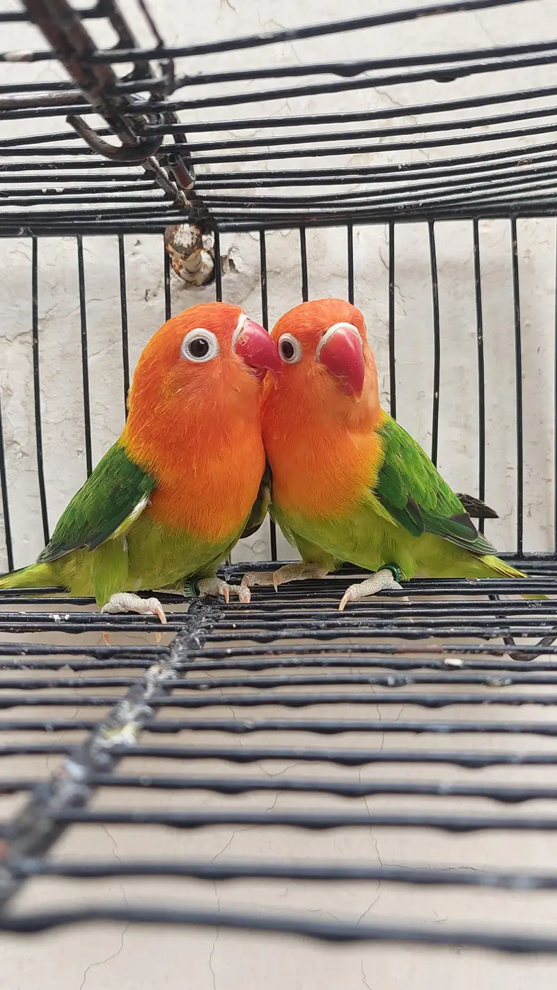 love Birds for sale — photo 3