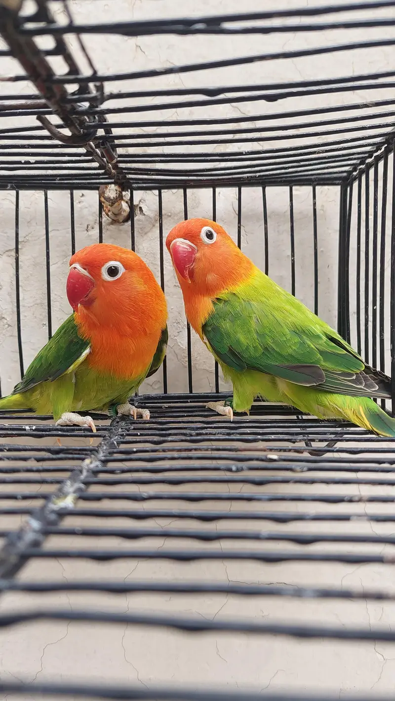 love Birds for sale — photo 4