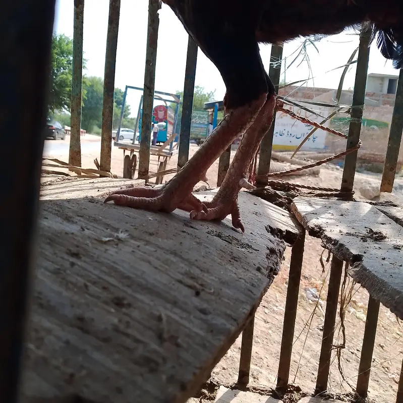 Aseel ha — photo 2
