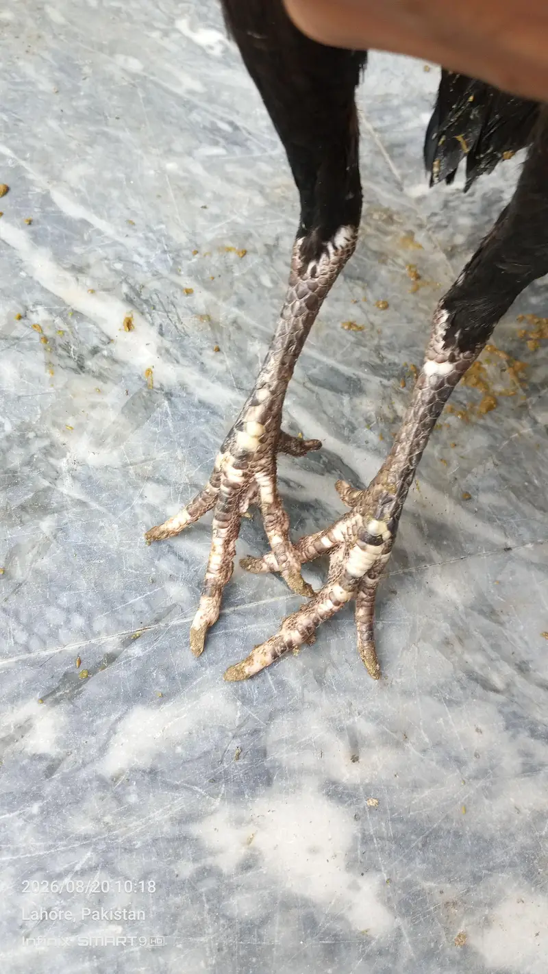Burmi Hint Pathiyan — photo 8