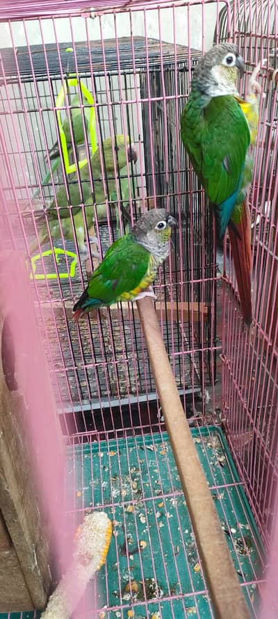 Greenn Chick Conure Breader Pair