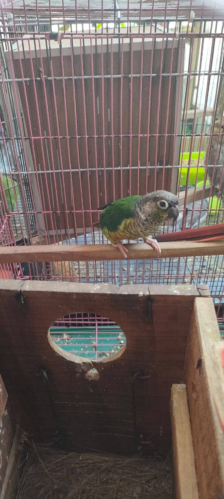Greenn Chick Conure Breader Pair 1