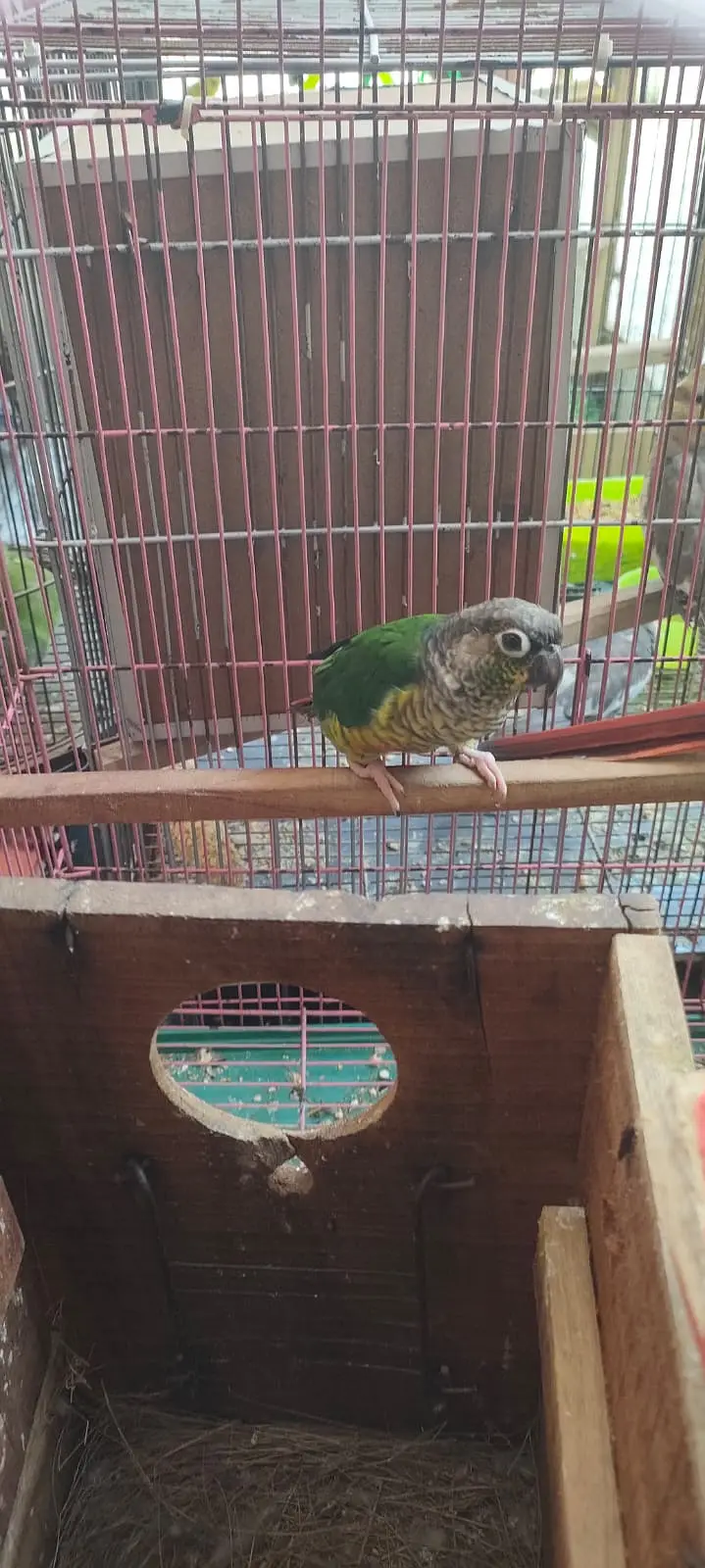 Greenn Chick Conure Breader Pair — photo 2
