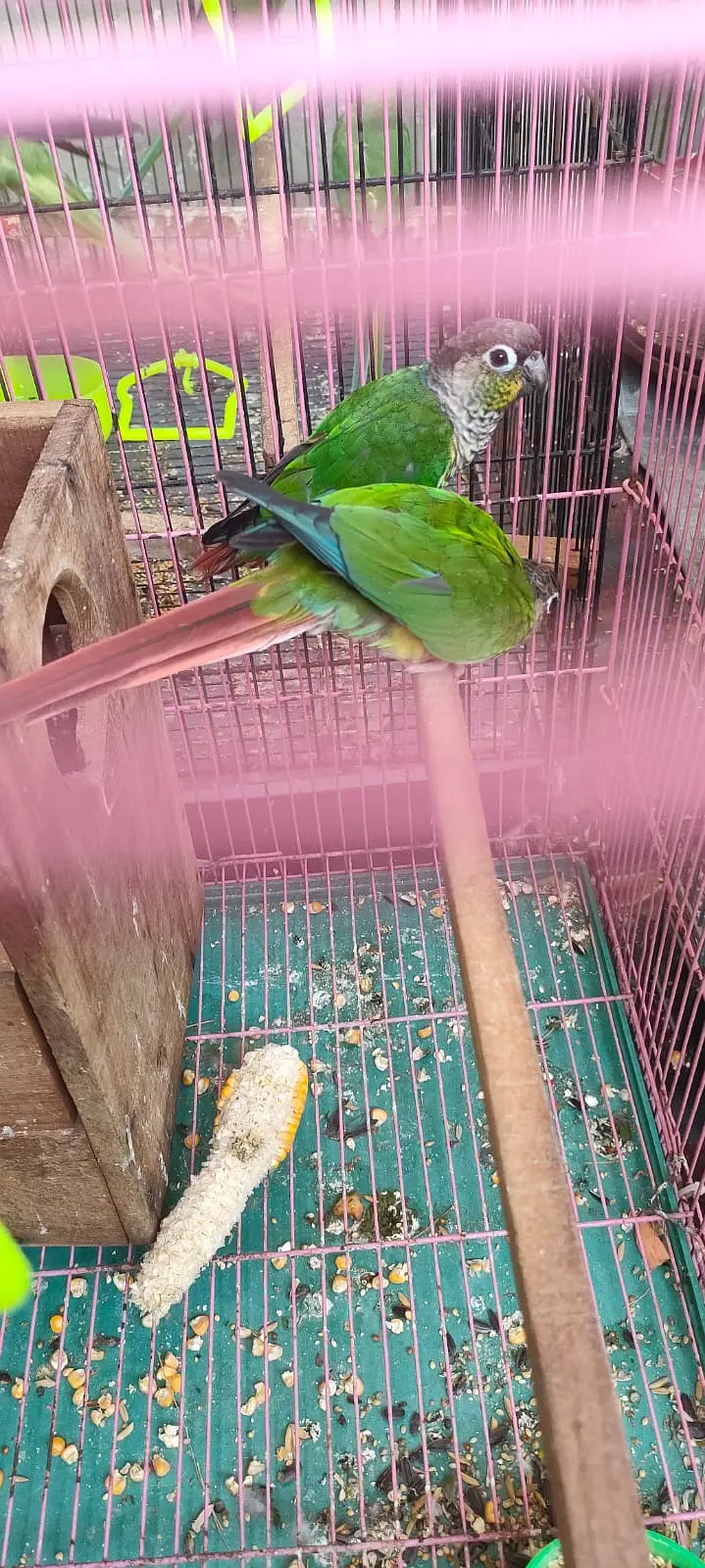 Greenn Chick Conure Breader Pair — photo 3