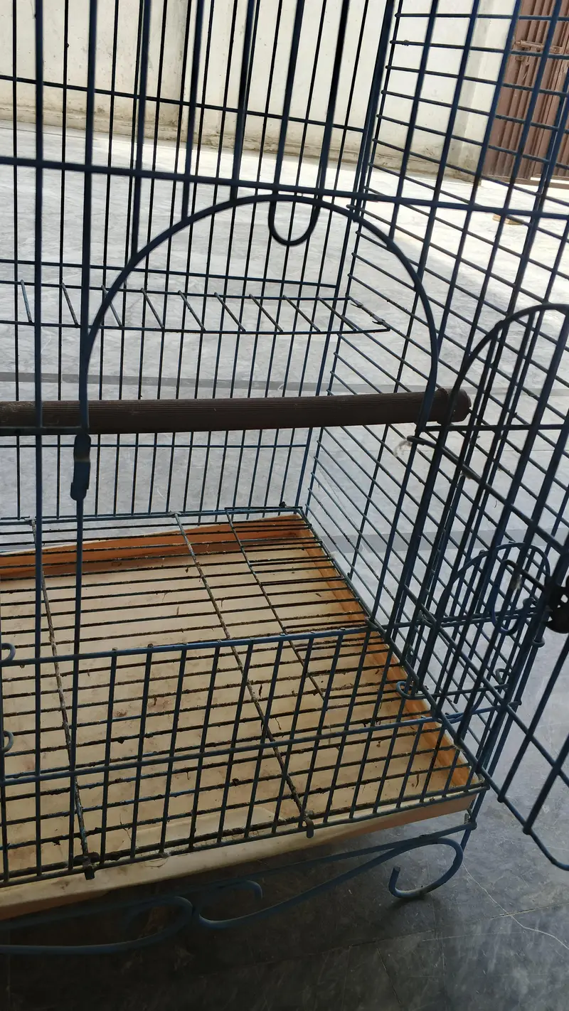 gray parrot and meacow cage for sale 0300,68,77,645 — photo 2