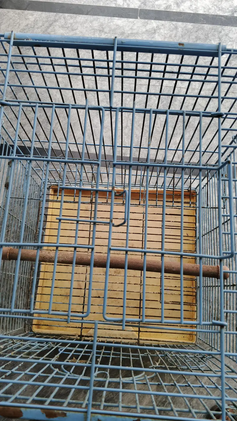gray parrot and meacow cage for sale 0300,68,77,645 — photo 3