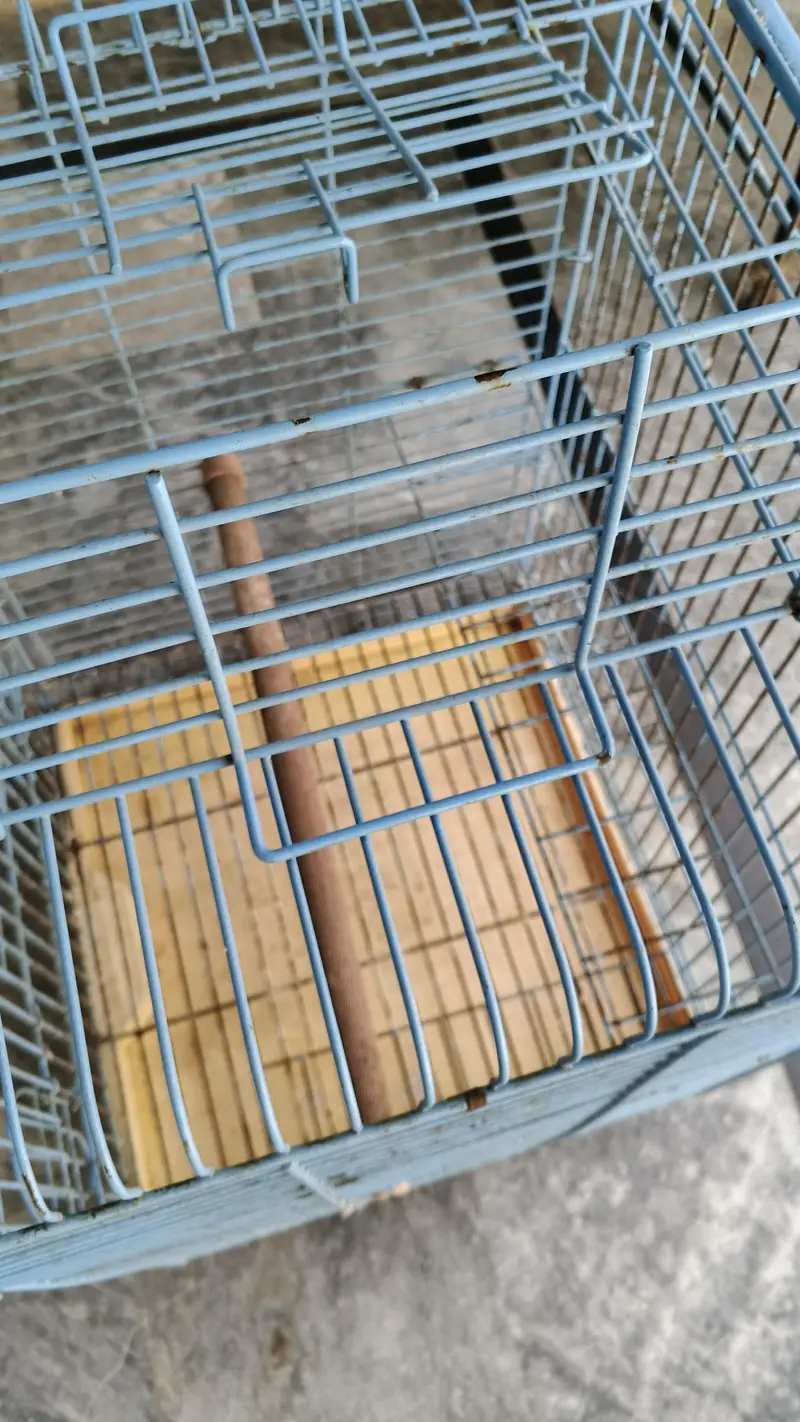 gray parrot and meacow cage for sale 0300,68,77,645 — photo 4