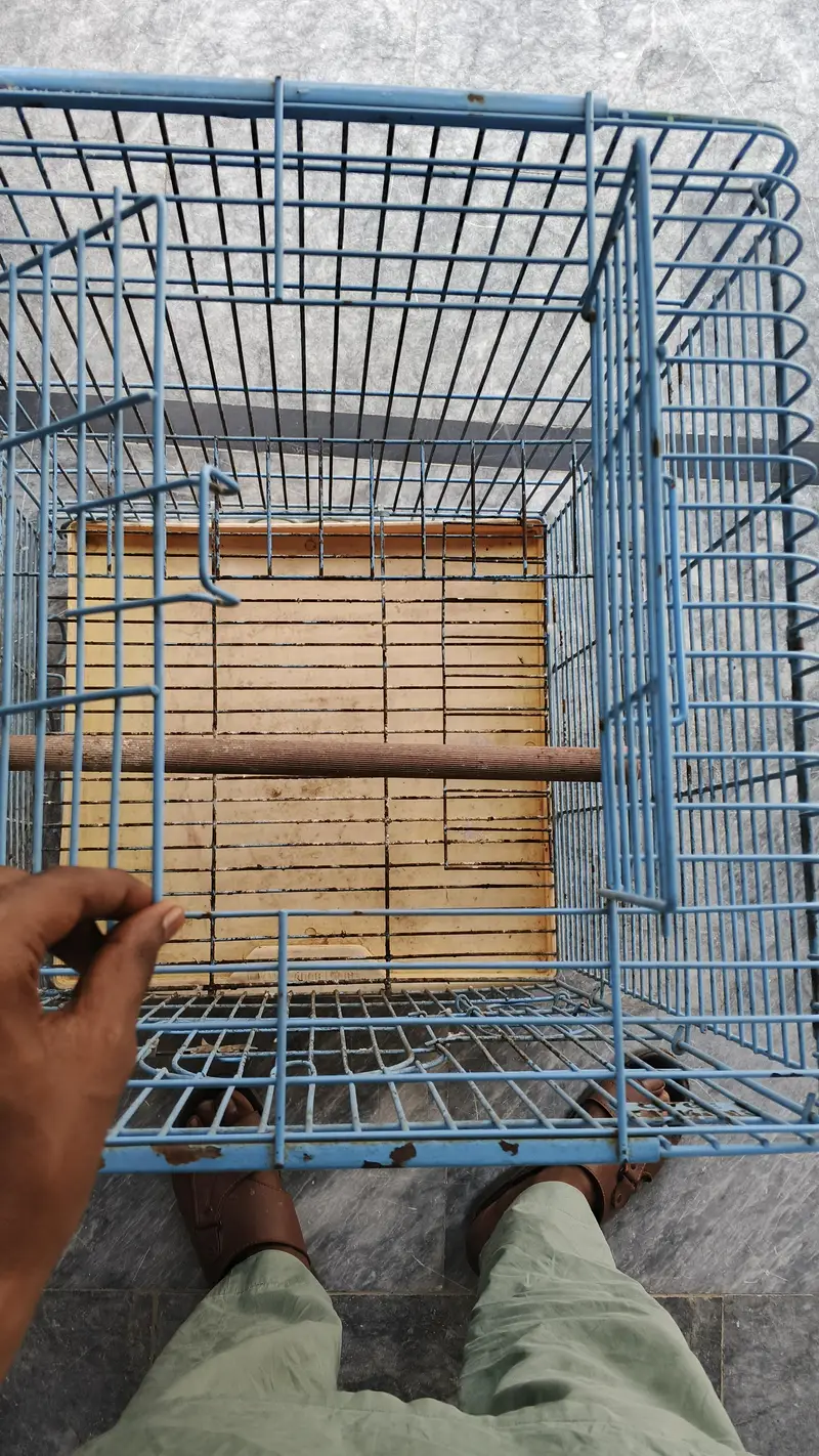 gray parrot and meacow cage for sale 0300,68,77,645 — photo 5