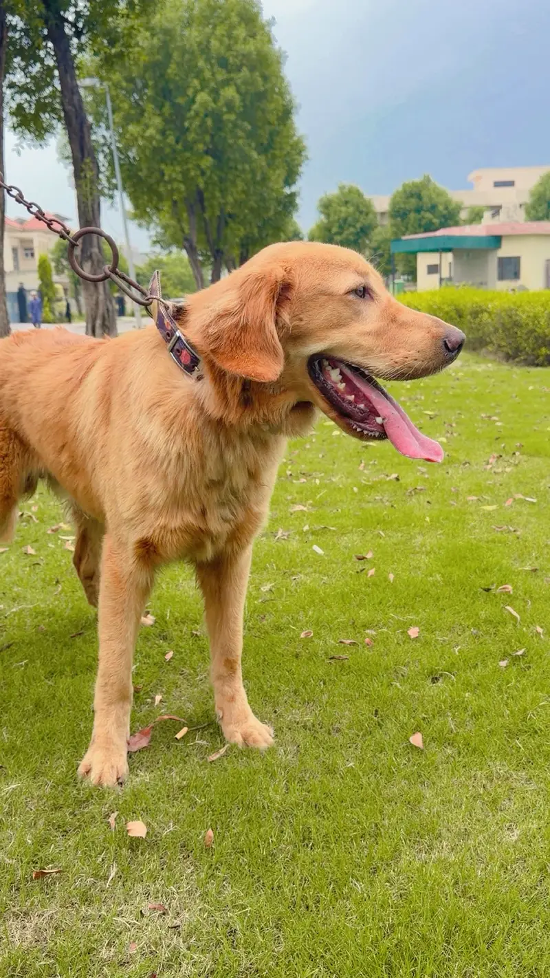 Family Male Golden Retriever (Registered Pedigree) for Sale in Lahore