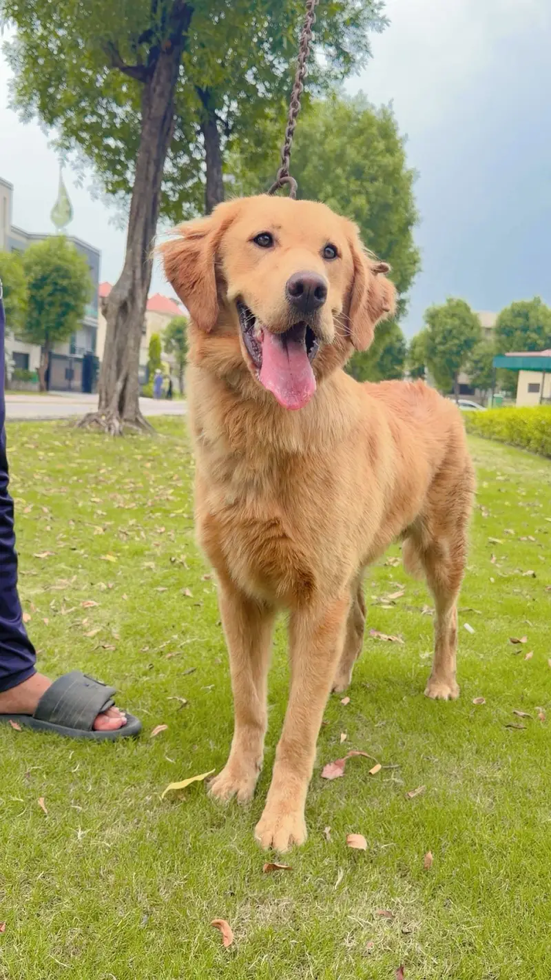 Family Male Golden Retriever (Registered Pedigree) for Sale in Lahore — photo 2