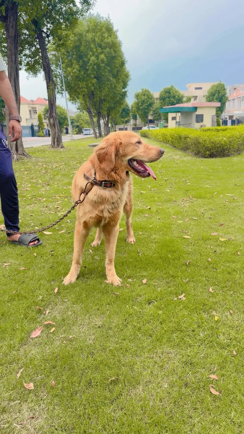 Family Male Golden Retriever (Registered Pedigree) for Sale in Lahore — photo 3