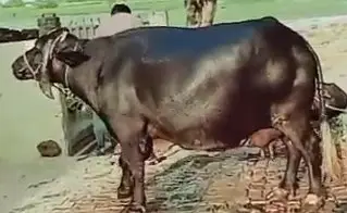buffalo for Sale in Tasile Depalpur Distric Okara 03034017803