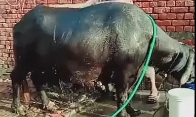 buffalo for Sale in Tasile Depalpur Distric Okara 03034017803 — photo 3