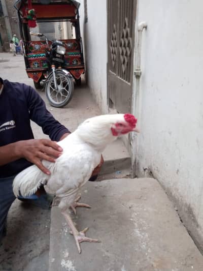 Paper White  Murga