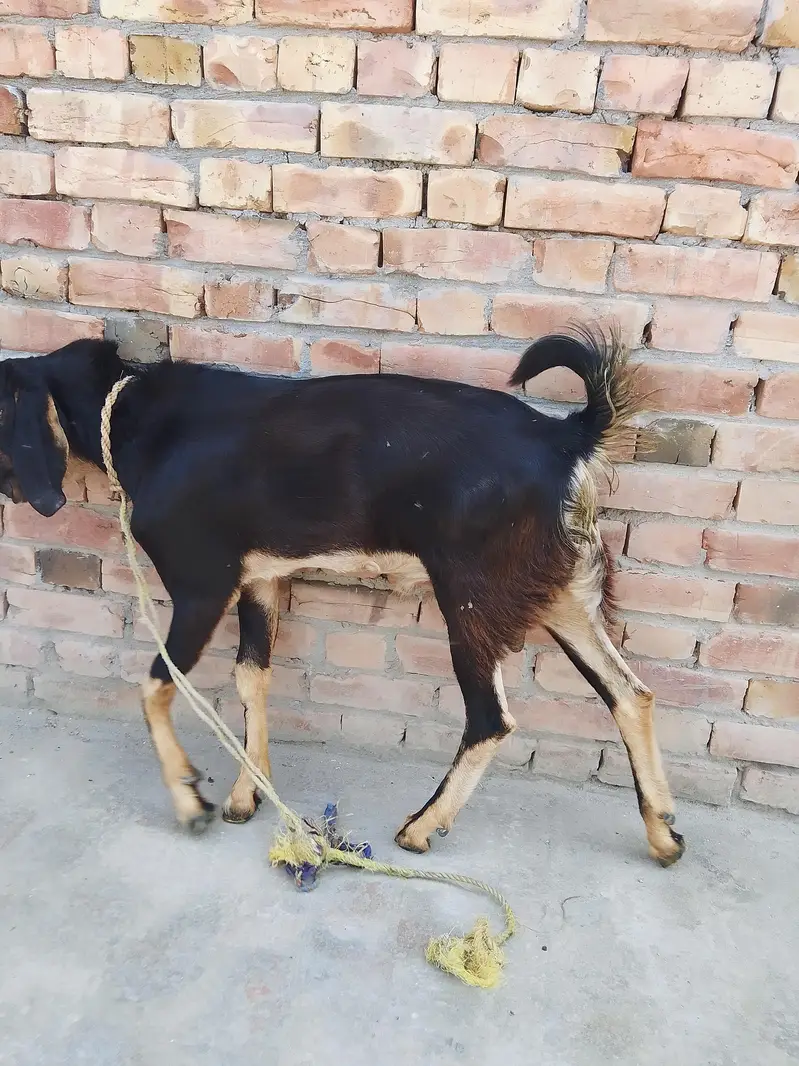 Bakra For Urgent Sale — photo 2