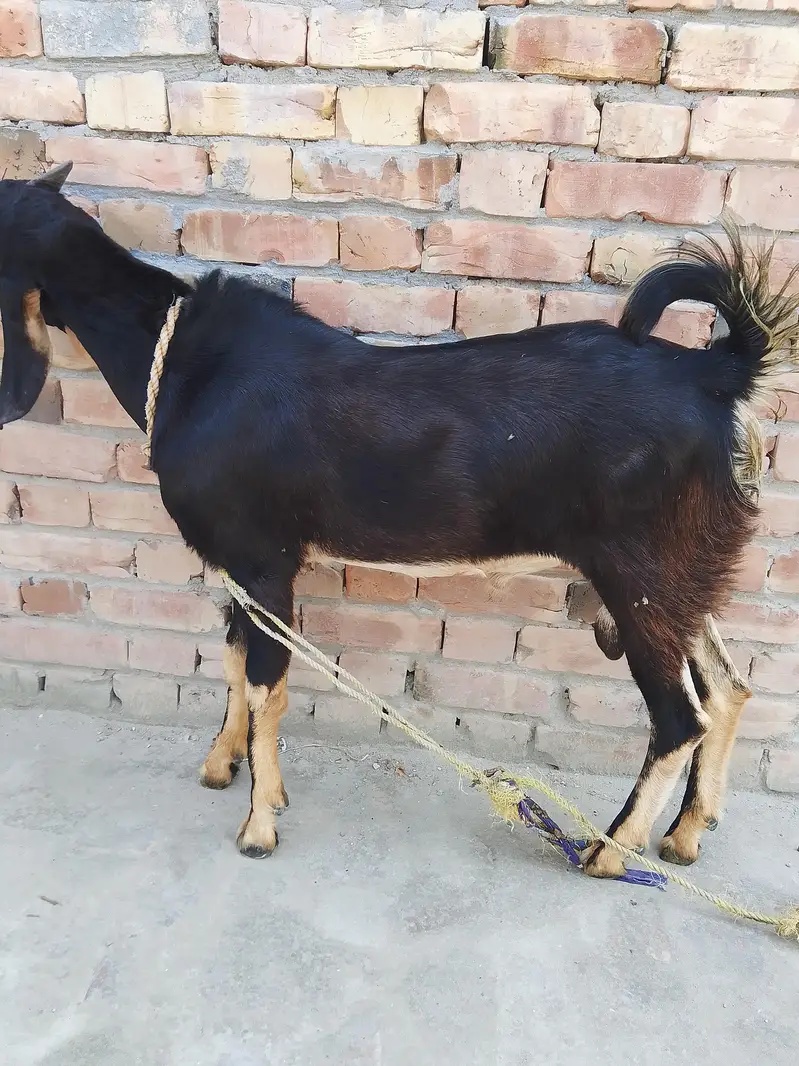 Bakra For Urgent Sale — photo 4