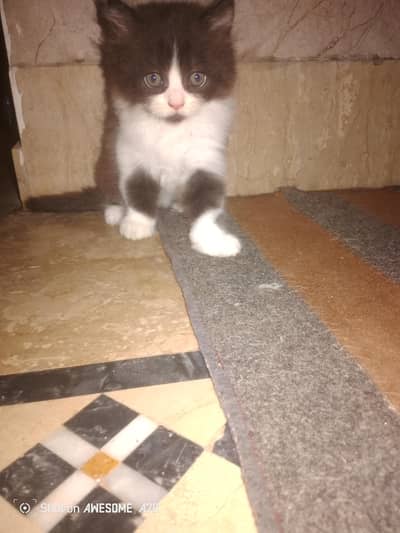 Bi color persian male 3month 40k