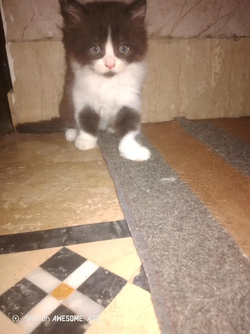 Bi color persian male 3month 40k