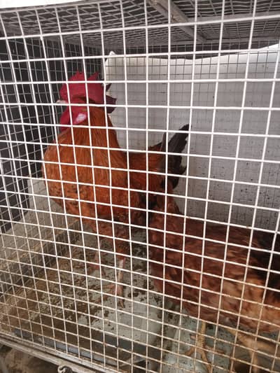 hens for sale