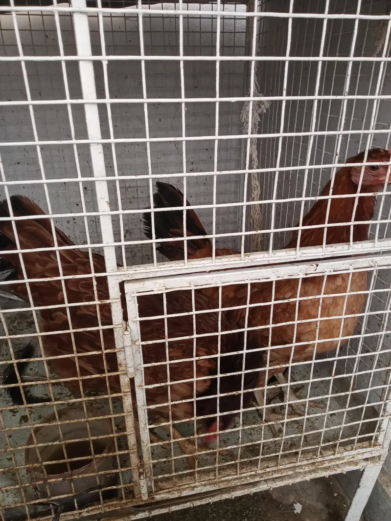 hens for sale — photo 2