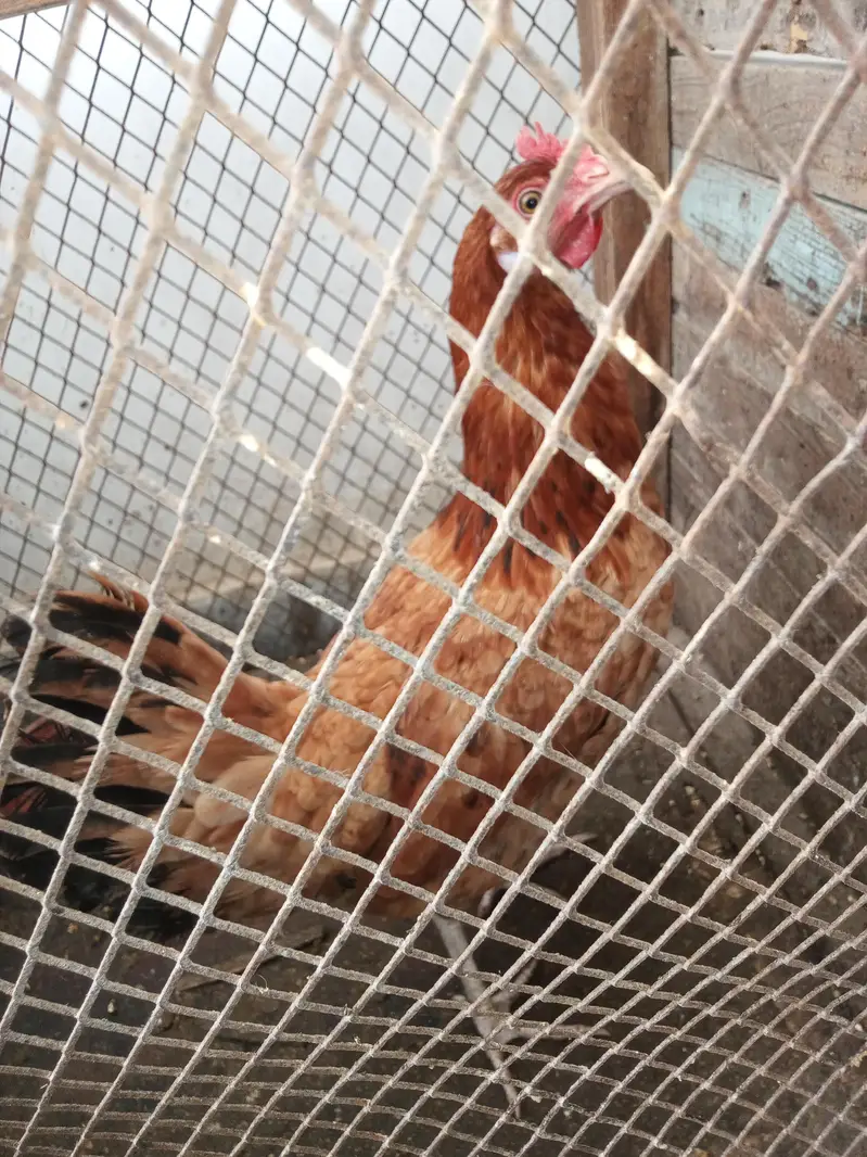 hens for sale — photo 3