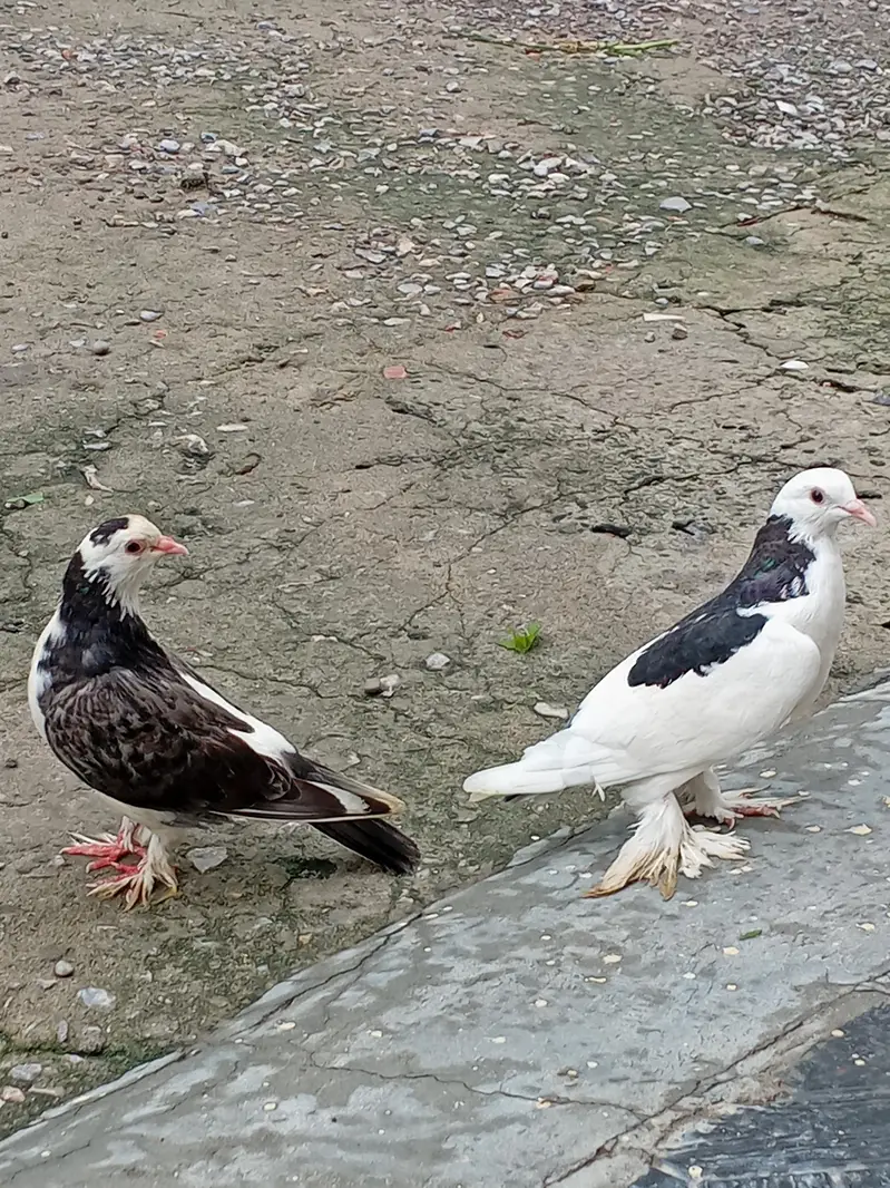 pegion
