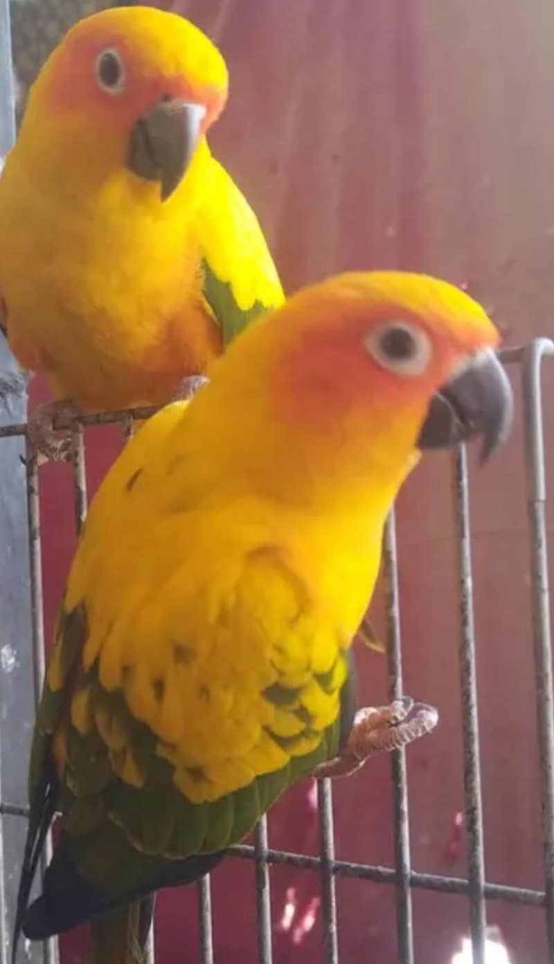 Breeder Pair with DNA 0