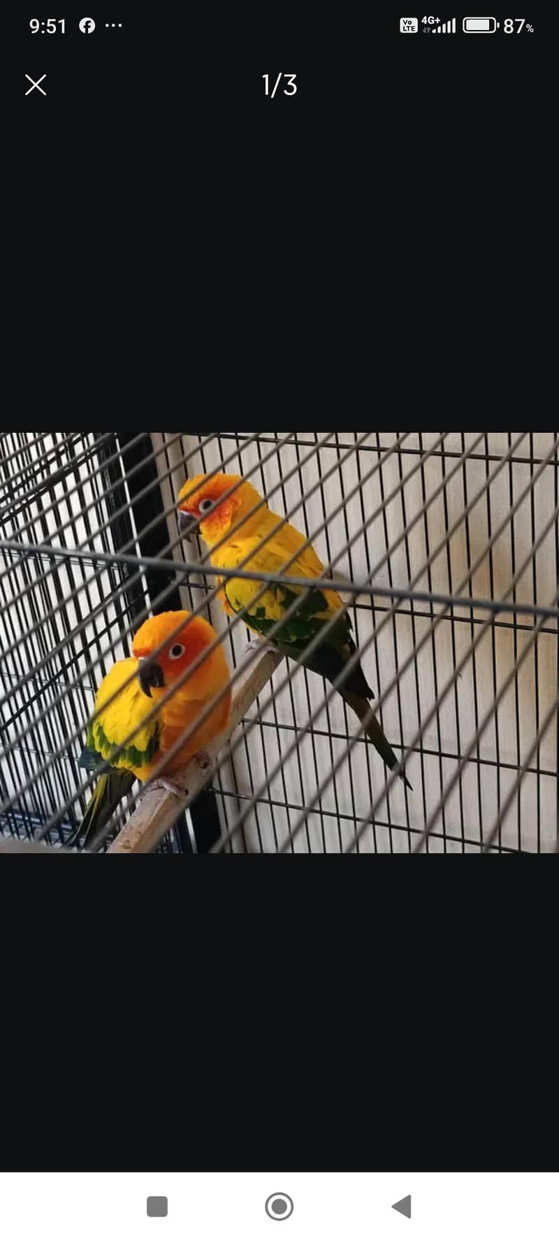 Breeder Pair with DNA 1