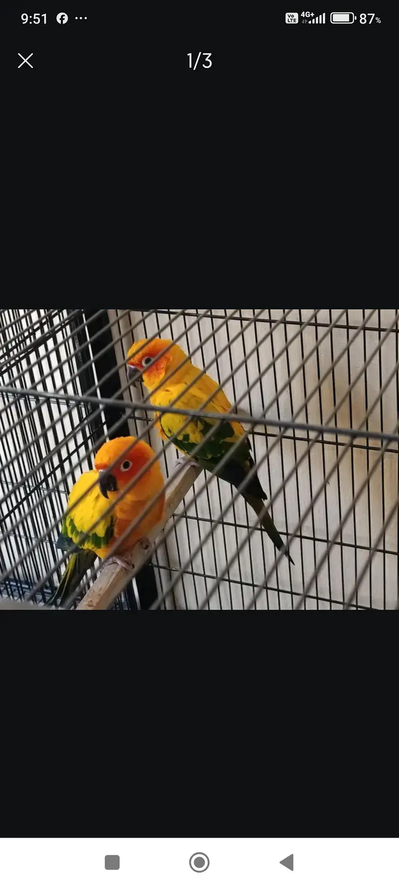 Breeder Pair with DNA — photo 2