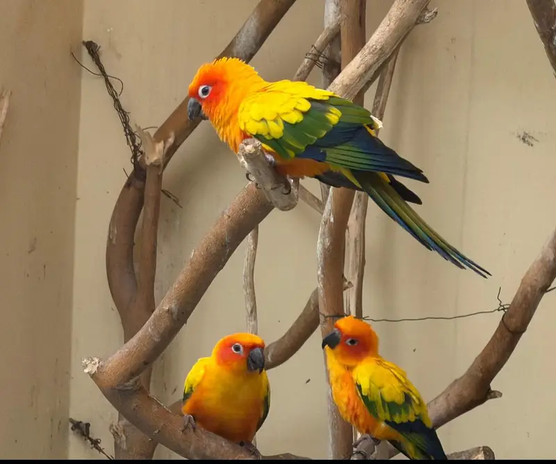 Breeder Pair with DNA — photo 3