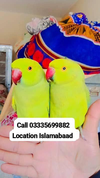 Single 5,000 Fixed Hand Tamed Friendly Green Ring Neck Male/Female