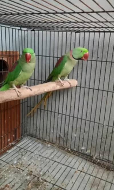 Breeder pair