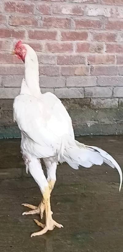 pure white pakistani and shamo cross