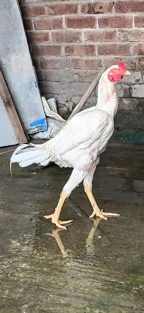pure white pakistani and shamo cross — photo 2