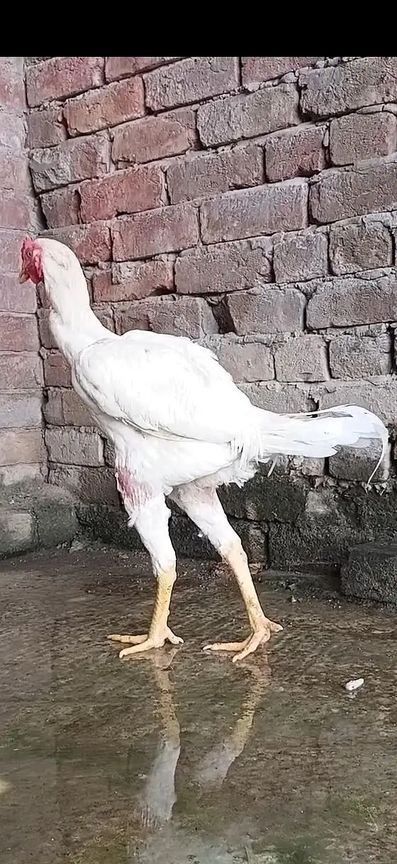 pure white pakistani and shamo cross — photo 3