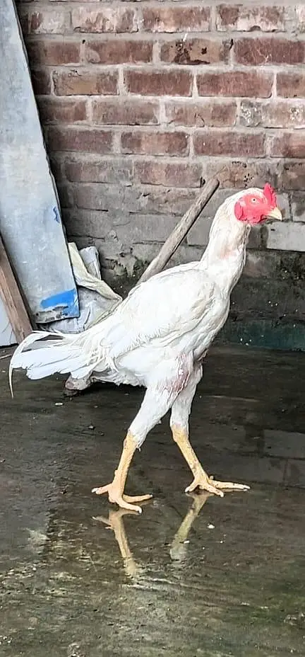 pure white pakistani and shamo cross — photo 4