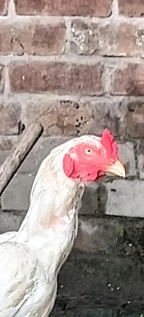 pure white pakistani and shamo cross — photo 5