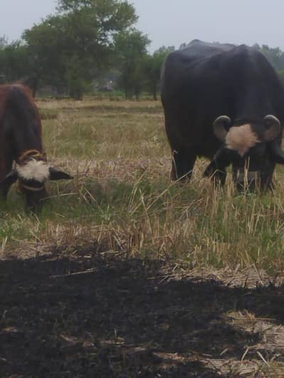gaban buffalo and 2 katy