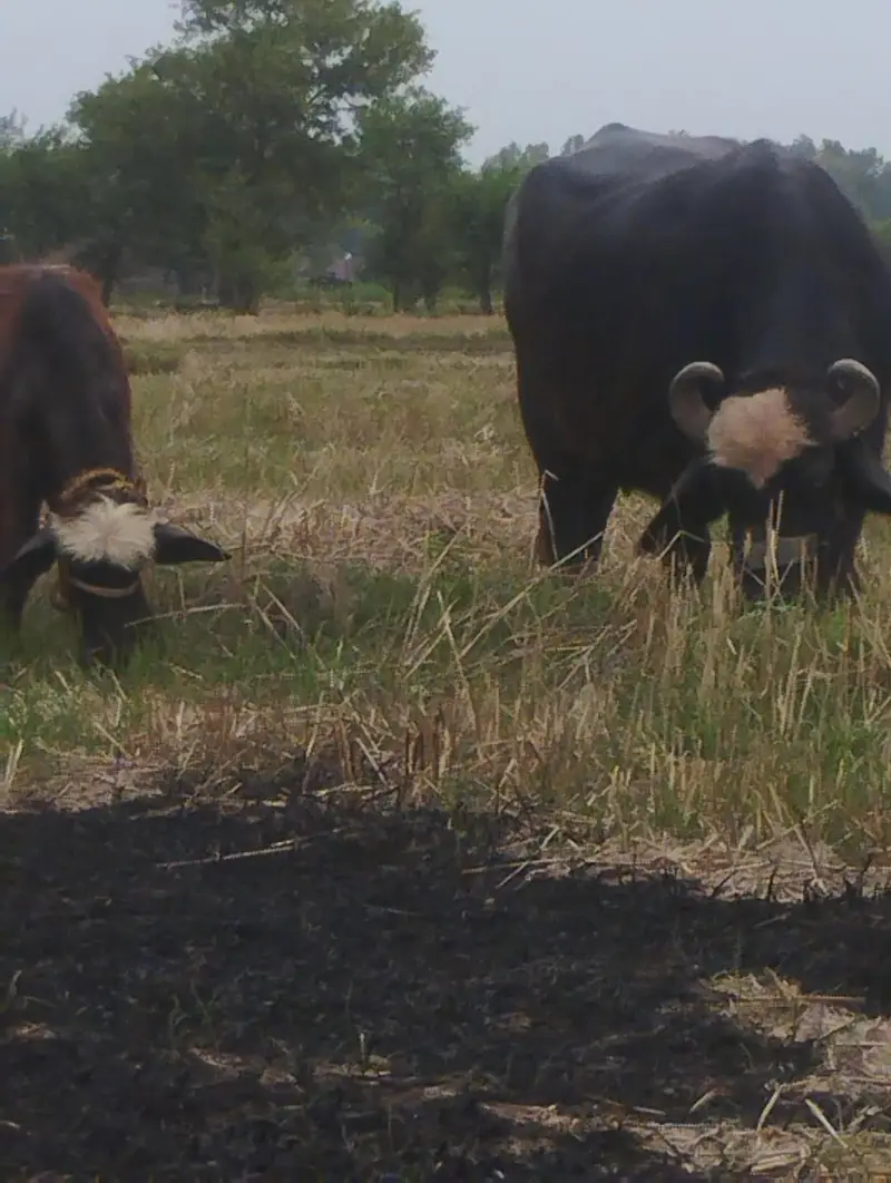 gaban buffalo and 2 katy
