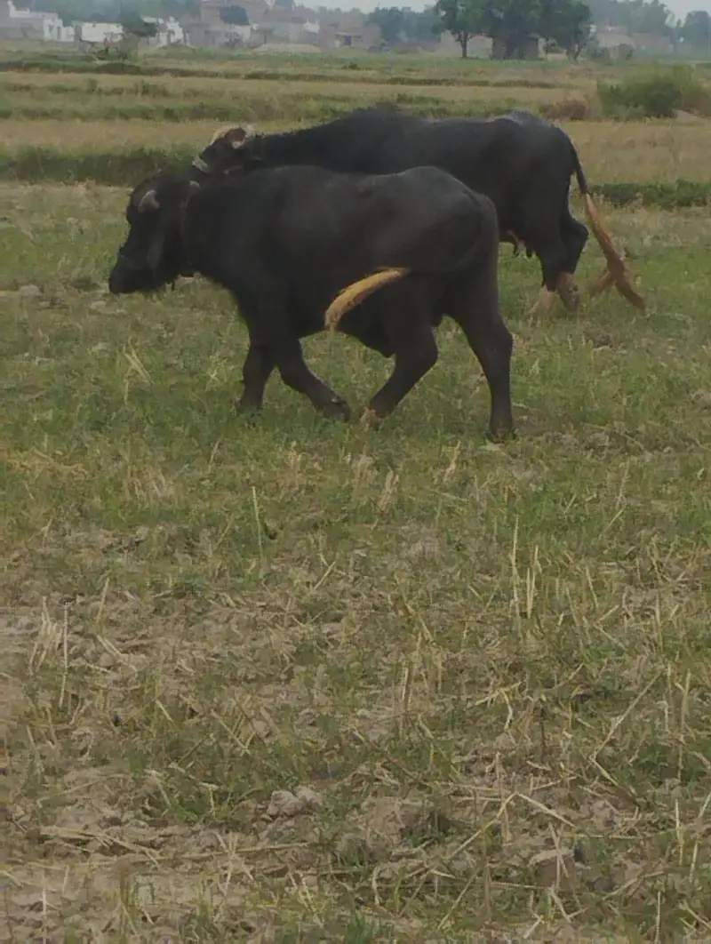 gaban buffalo and 2 katy — photo 2