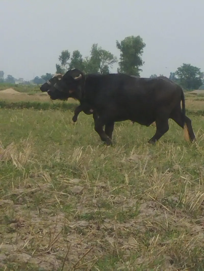 gaban buffalo and 2 katy — photo 3