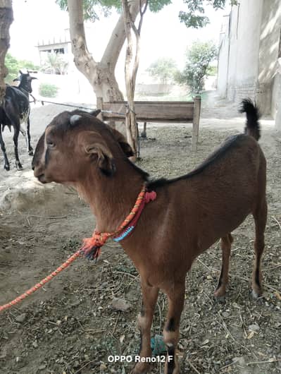 Beautiful Barbari female kid