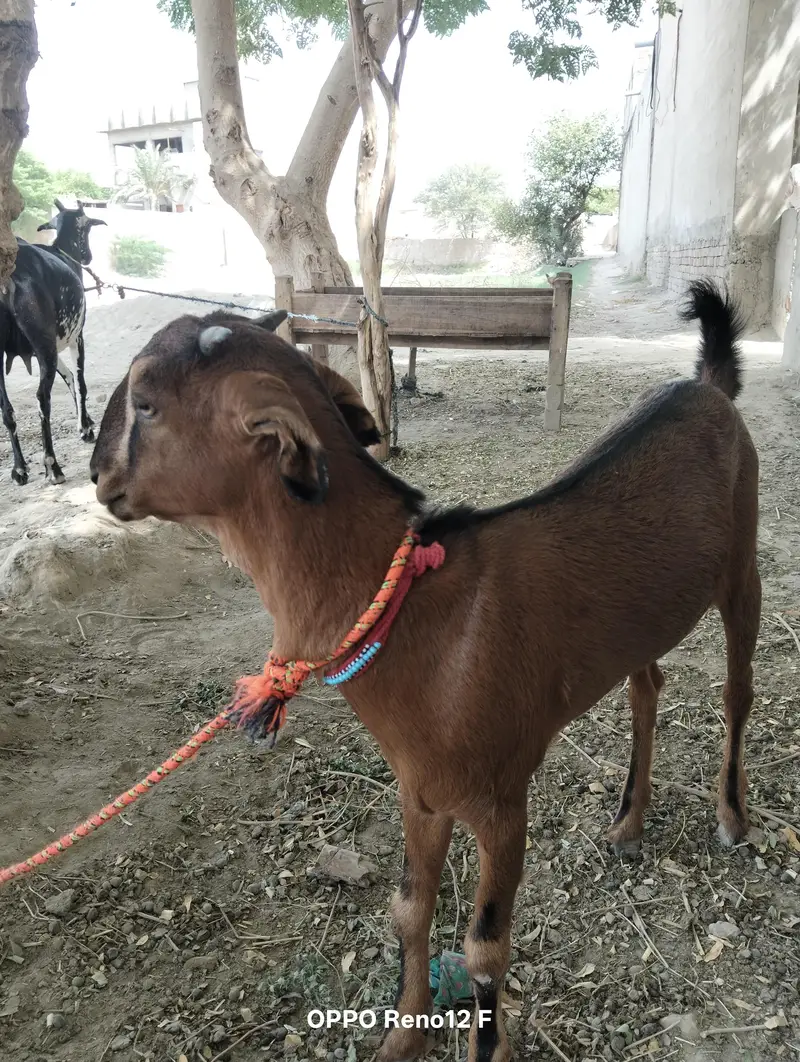 Beautiful Barbari female kid